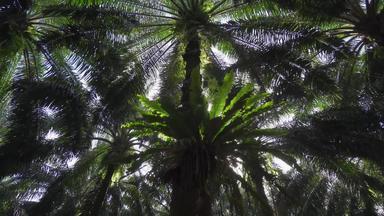 Asplenium尼杜斯丰富的石油棕榈种植园